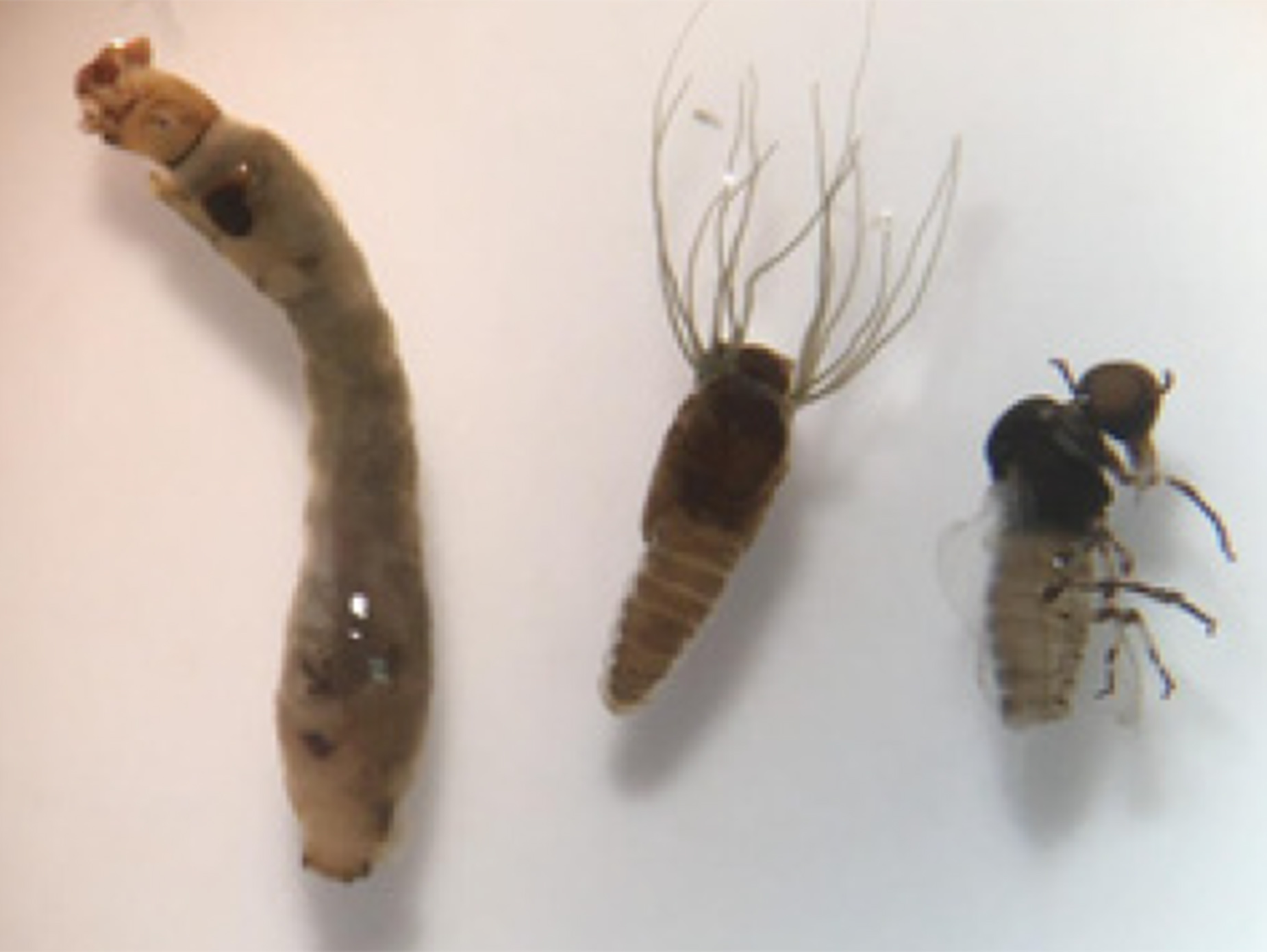Larvas de moscas