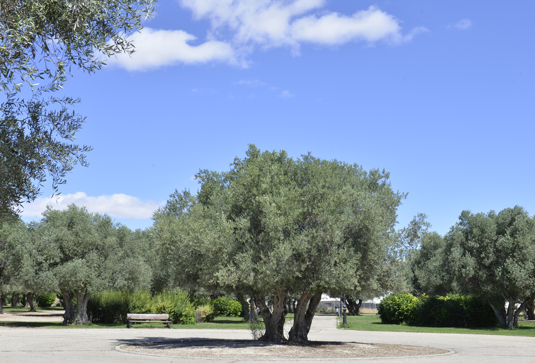 Parque