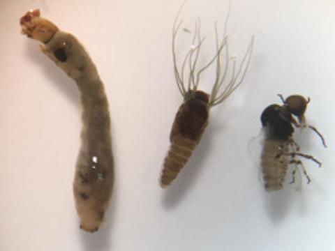 Larvas de moscas