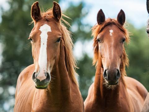 Caballos