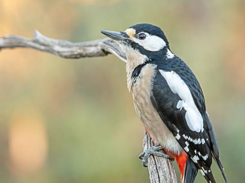 Fotografía de un pájaro