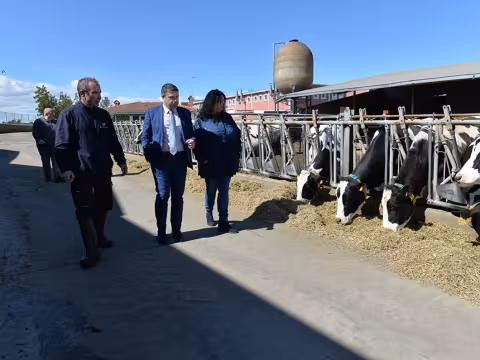 Vacas comiendo