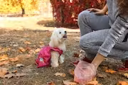 Perro mira a su dueña