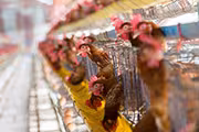 Gallinas