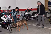 Perro olfatea